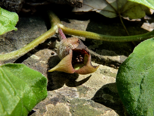 {Asarum reflexum}